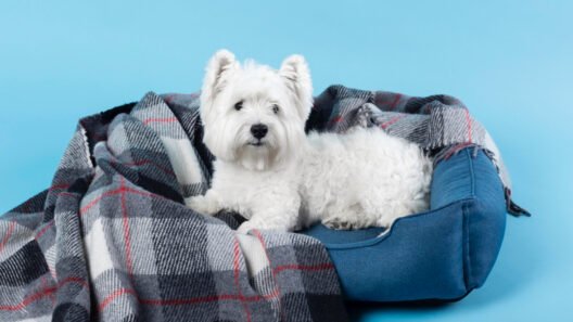 Melhores Caminhas de Cachorro para o seu Amigo