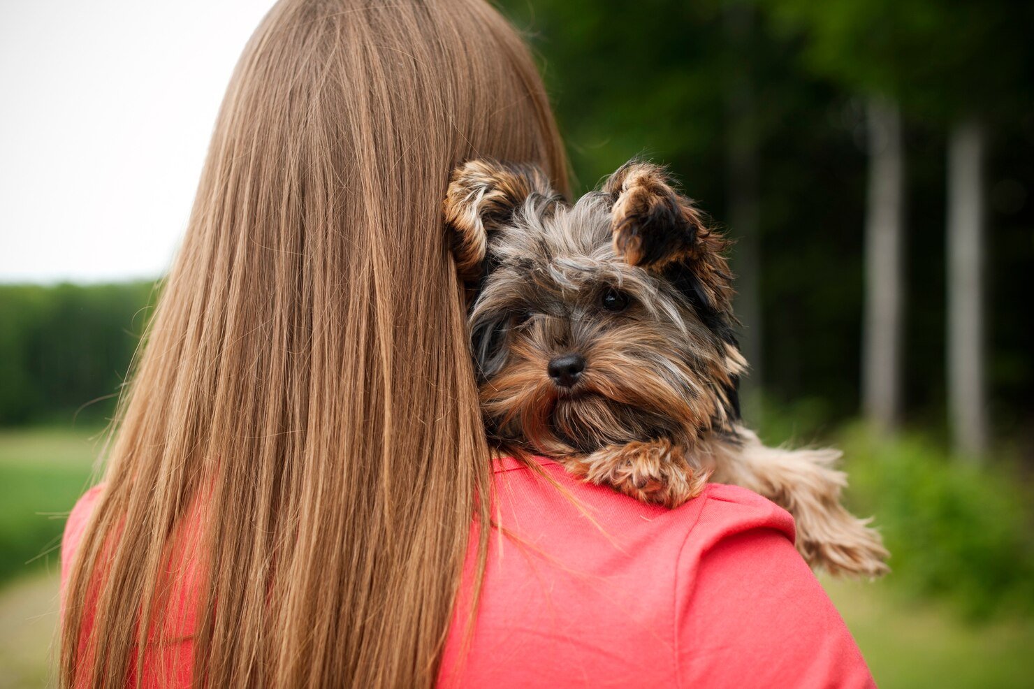 Yorkshire Terrier