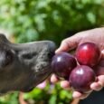 Cachorro pode comer ameixa