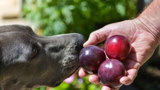 Cachorro pode comer ameixa