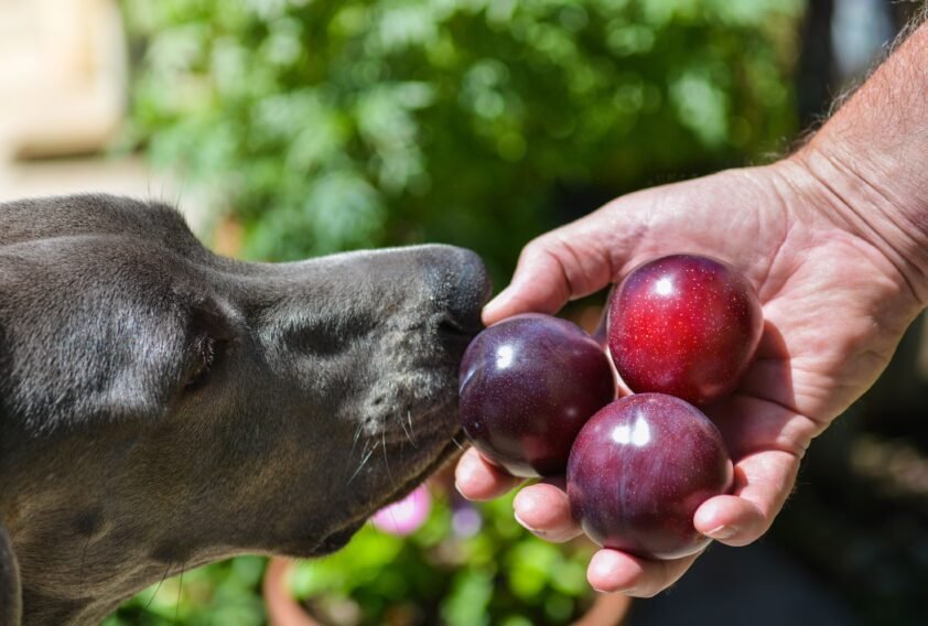 Cachorro pode comer ameixa