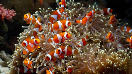 Múltiplos exemplares de Peixe-palhaço nadando entre os tentáculos de uma anêmona marinha em um aquário de recife.