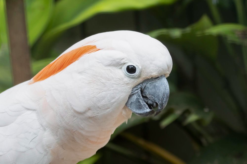 Close de uma cacatua cítron branca com crista laranja vibrante e bico cinza.