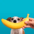 Tutor segura banana inteira para cachorro pequeno, gerando dúvida sobre a segurança da fruta.