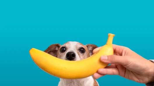 Tutor segura banana inteira para cachorro pequeno, gerando dúvida sobre a segurança da fruta.