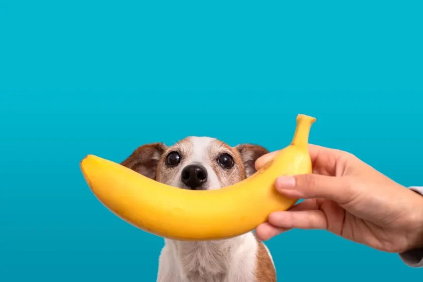 Tutor segura banana inteira para cachorro pequeno, gerando dúvida sobre a segurança da fruta.