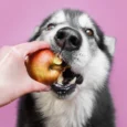 Tutor oferece uma maçã vermelha inteira para um Husky Siberiano, que morde a fruta com vontade.