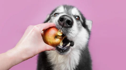 Tutor oferece uma maçã vermelha inteira para um Husky Siberiano, que morde a fruta com vontade.