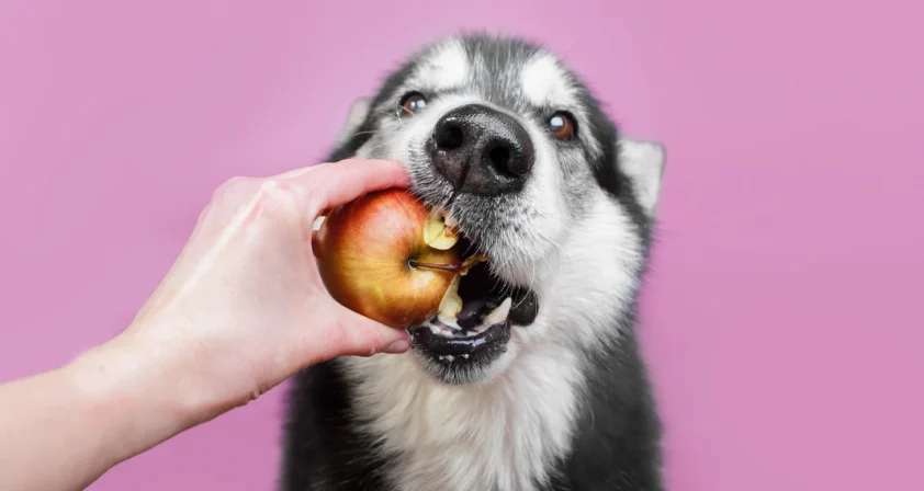 Tutor oferece uma maçã vermelha inteira para um Husky Siberiano, que morde a fruta com vontade.