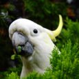 Cacatua-de-crista-amarela comendo vegetais verdes entre folhagem de pinheiro.