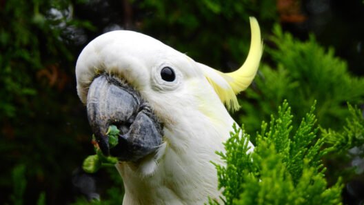 Cacatua-de-crista-amarela comendo vegetais verdes entre folhagem de pinheiro.