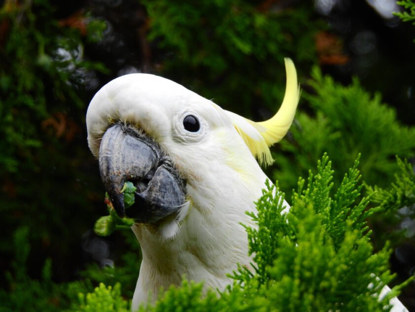 Cacatua-de-crista-amarela comendo vegetais verdes entre folhagem de pinheiro.