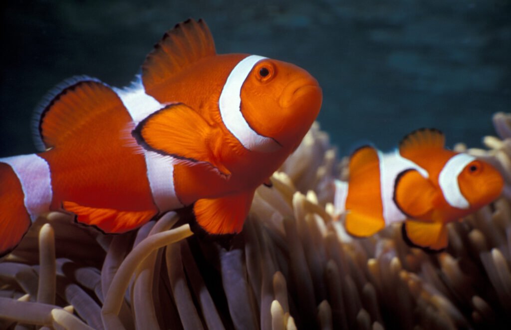 Dois peixes-palhaço (Amphiprion ocellaris), um maior (fêmea dominante) e um menor (macho), nadando juntos acima de tentáculos de anêmona.