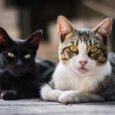 Fotografia de um gato escuro e um gato bicolor relaxando juntos no chão, ilustrando a diversidade e beleza dos felinos.