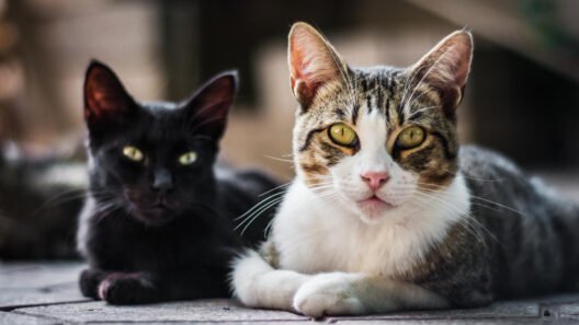Fotografia de um gato escuro e um gato bicolor relaxando juntos no chão, ilustrando a diversidade e beleza dos felinos.