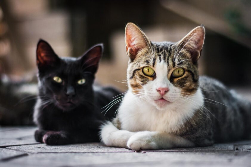 Fotografia de um gato escuro e um gato bicolor relaxando juntos no chão, ilustrando a diversidade e beleza dos felinos.